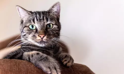 Kerala High Court Orders Bank To Return Loan Defaulters Pet Cat Stranded Inside Seized House