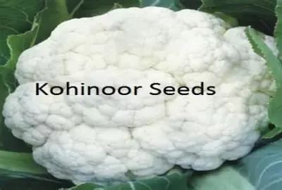 Delhi High Court Restores Kohinoor Seeds Trademark Suit Against Veda Seed; Says It Has Territorial Jurisdiction