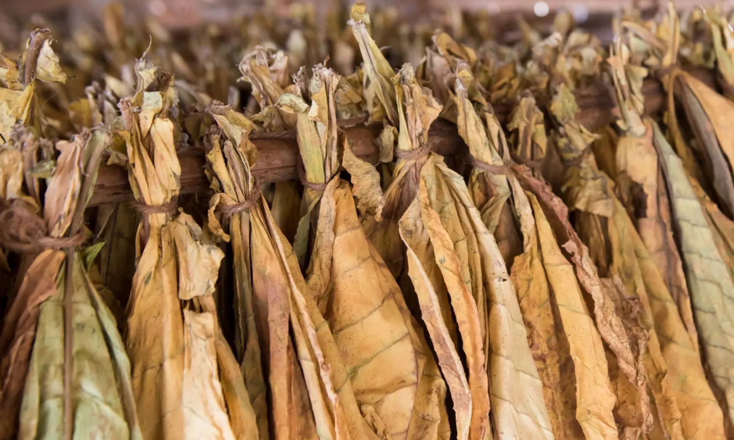 Madras High Court Holds Cut Tobacco Processed With Jaggery Water Is Unmanufactured  Tobacco