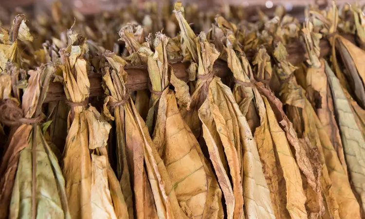 Service Tax Not Leviable On Tobacco Processing Job Work: CESTAT Hyderabad Dismisses Revenue Appeal